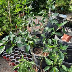 Chili Plants (Planta De 🌶 Chiles )