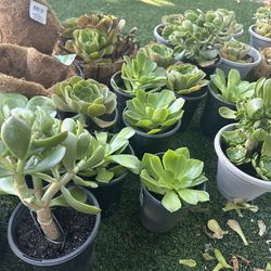 Different Types Of Succulents 