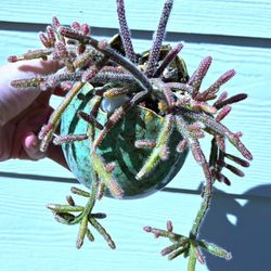 Potted Rhipsalis Baccifera Subsp. Horrida Aka Moustail Cactus 