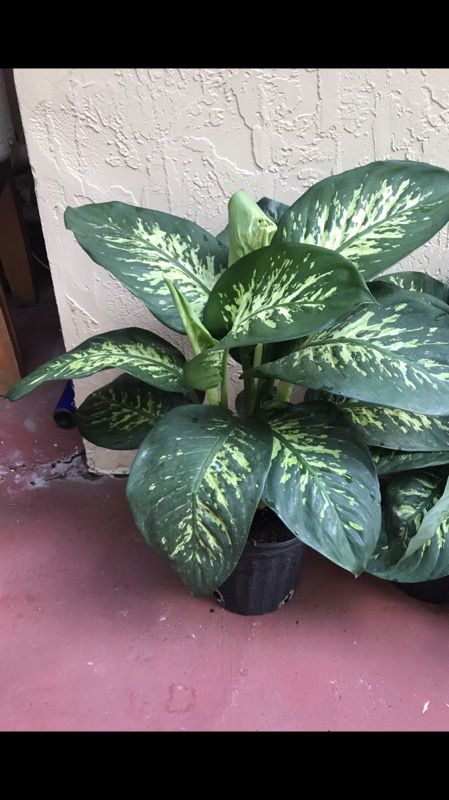 Malanga plant