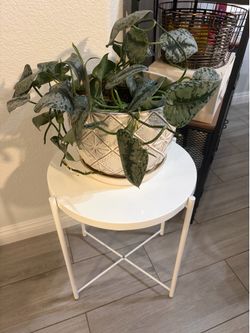 Pathos Plant with Table
