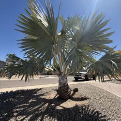 Bismarck Palm Tree - Up for Grabs!!! 