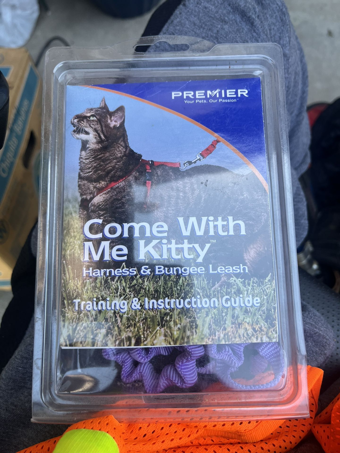 Gatos