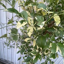 Variegated Jasminoides Blooming Climber Outdoor Sun Or Shade Plant, In 5 Gallons Pot Is 7 Feet Tall Pick Uñ Only 