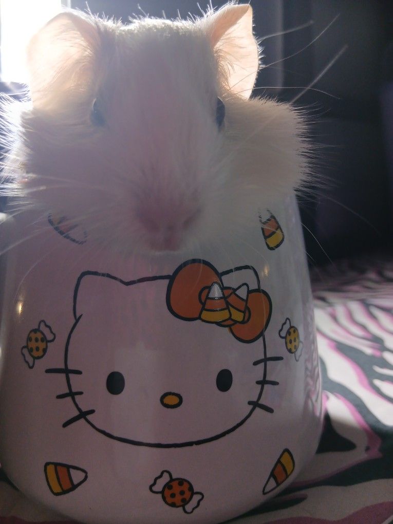 Baby Gunia Pig