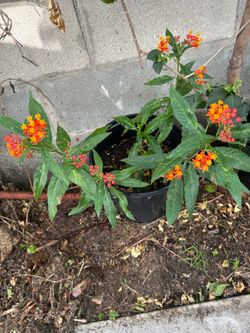 Golden Milkweed plant 🪴  🦋