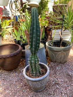Cactus & Ceramic Pot