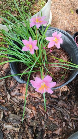 Pink Rain Lilies