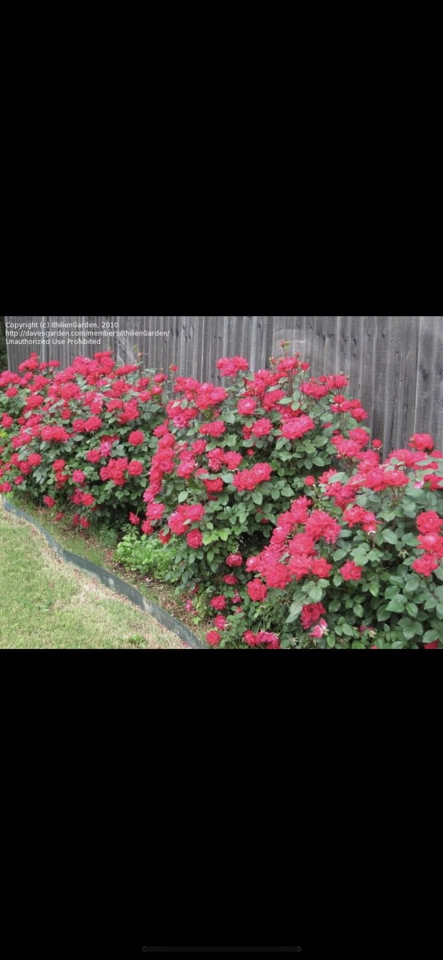 Beautiful Hardy Rose Bushes, They Grow Up To 3 Feet Tall
