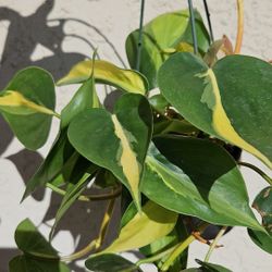 4" Philodendron 'Brasil' (B)