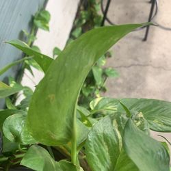 Planta