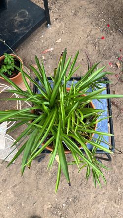 spider plant