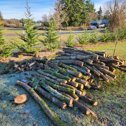 Fresh Fir Firewood