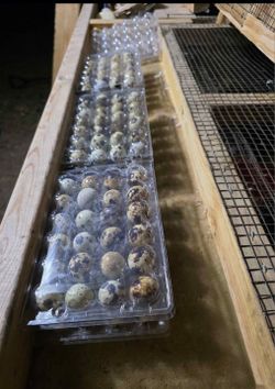 Quail Eggs