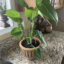 Monstera Plant In New Pot