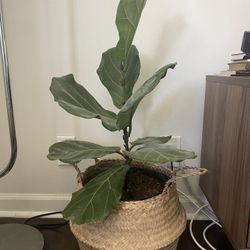 Fiddle Leaf Fig With Woven Basket