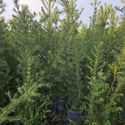 podocarpus  July sale only minimum qty 20 or more 