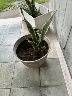 Plant
