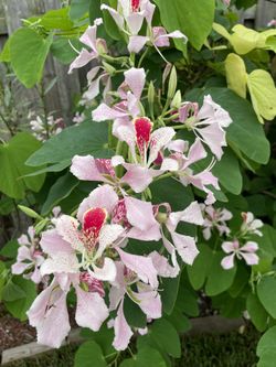 Tropical Orchid Tree