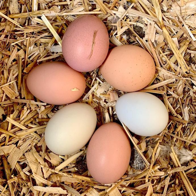 Fresh Chicken And Duck Eggs