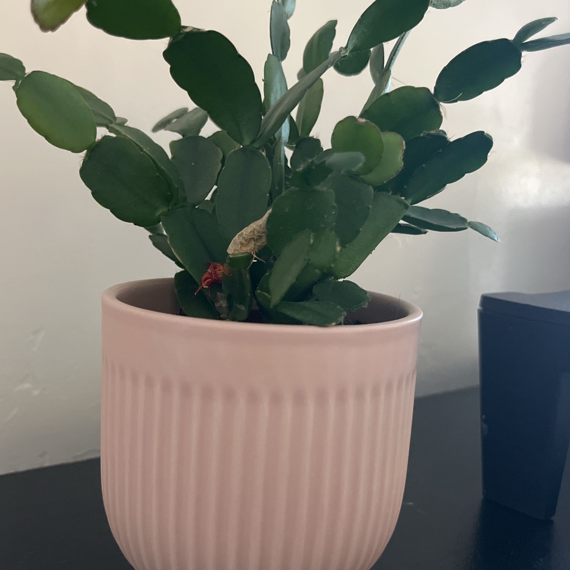 Spring  Captus $8 Plant