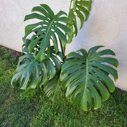 Monstera Deliciosa Plant