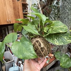 Beautiful Pothos Kokedama