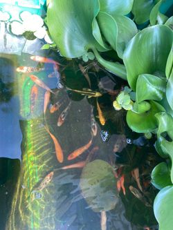 Koi Pond Decoration for Water Gardens