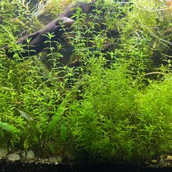 Aquatic Plant (dwarf Baby Tears) 
