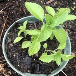 Indian Tulsi Plant 