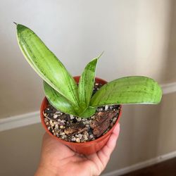 Snake Plant