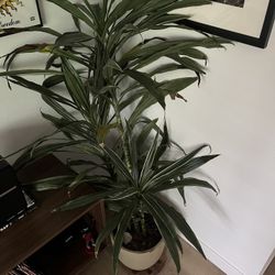 Free Corn Plant With Pot—pending Pick Up