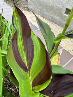 Canna Lily - Cleopatra