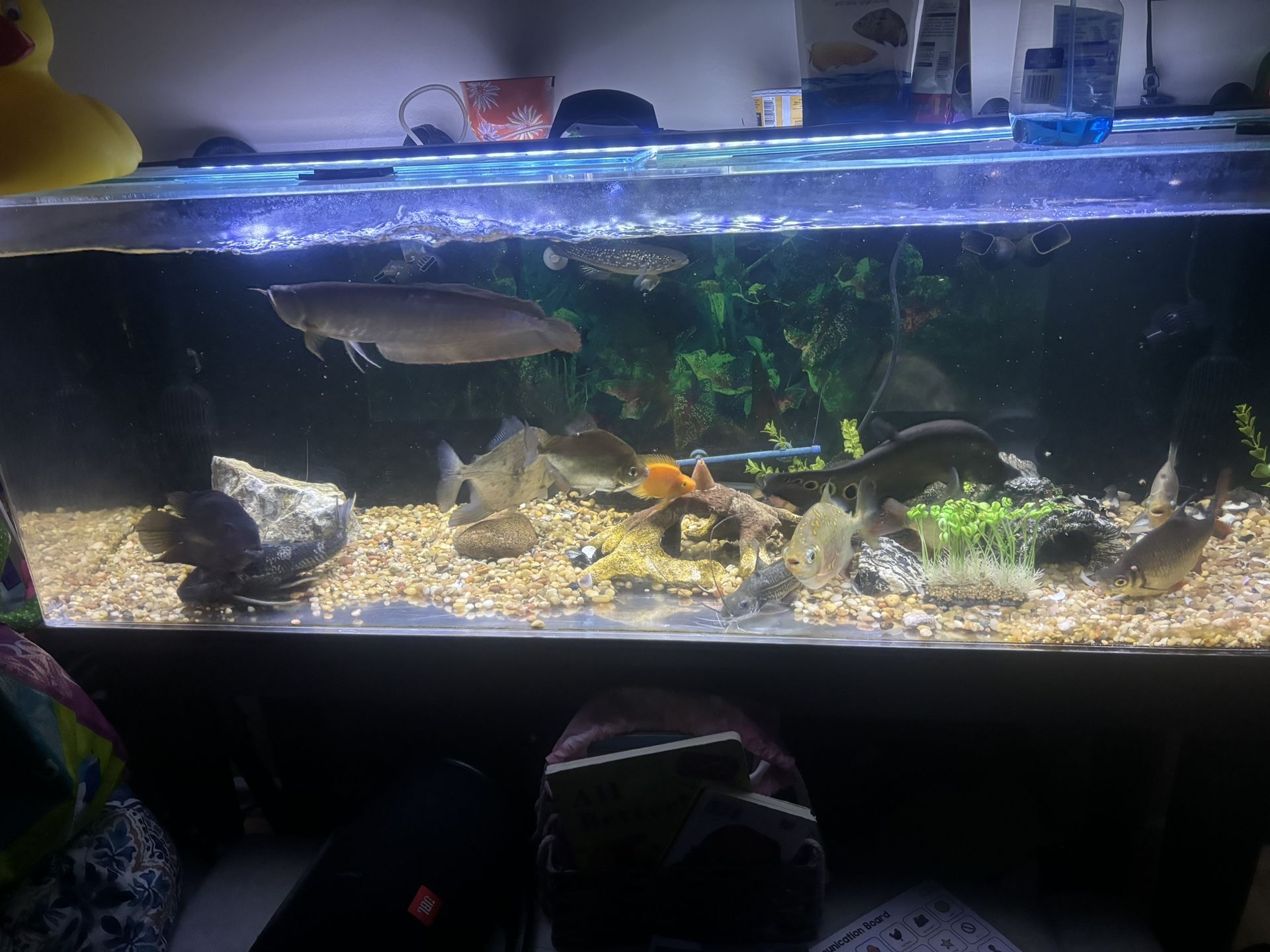 100 Gallon Fish Tank