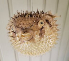 Porcupine Puffer Fish