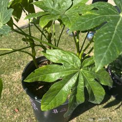 Japanese Fatsia Aralia