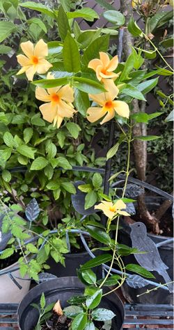 Mandevilla Flowers Plant