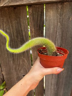 Monkey Tail Cactus 🌵
