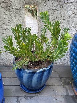 Large Blue Ceramic Pots