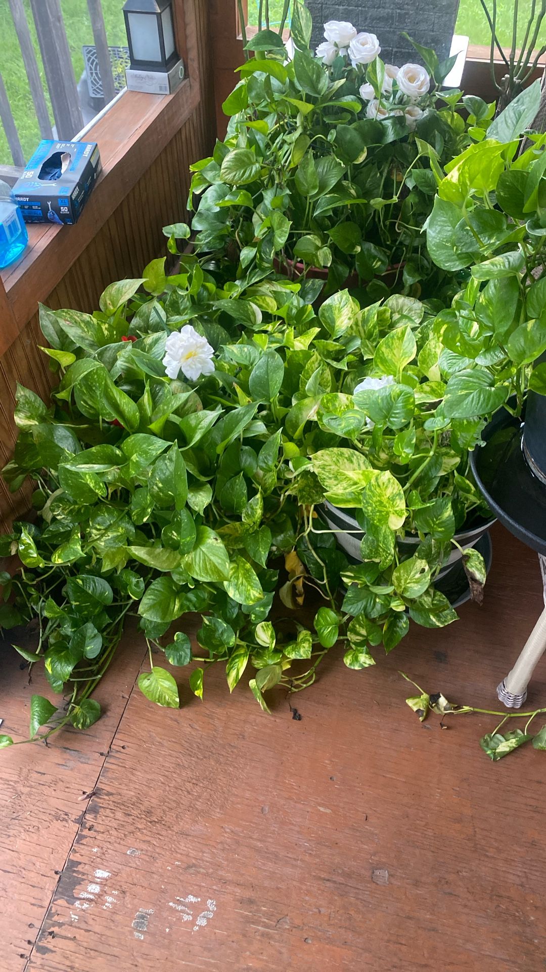 Ivory's Plants