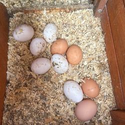 Farm Fresh Eggs Farm Fresh Eggs organic $8 a dozen  Huevos frescos de Rancho  $8la dozena  Huevos no estan lavados, unwashed eggs brown and white Eggs