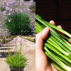 Society Garlic  Chives Perinneal  Plants In 1gal