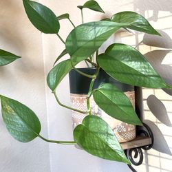 Golden Pothos  House Plant In Textured Ceramic Pot 5.5"H.