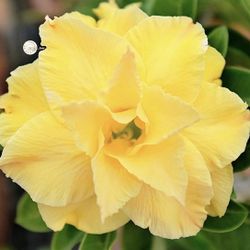 6” desert rose golden first pic for reference 