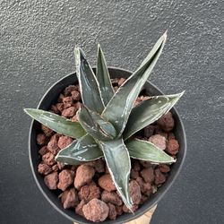 Agave Ferdinandi-Regis