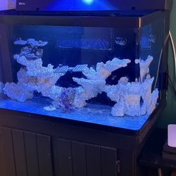 Fish Tank