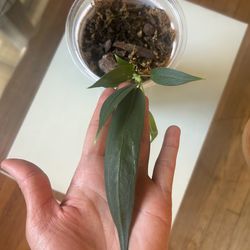 Anthurium Wendlingeri Rio Gloria