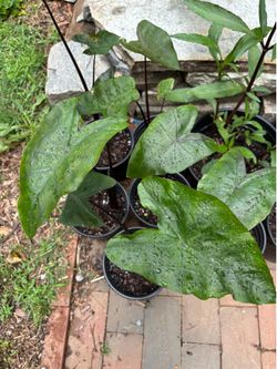 Plant sale 6/6