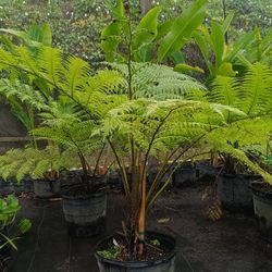 BEAUTIFUL AUSTRALIAN FERN TREE $110 🏡🏡