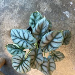 Silver Dragon Alocasia 